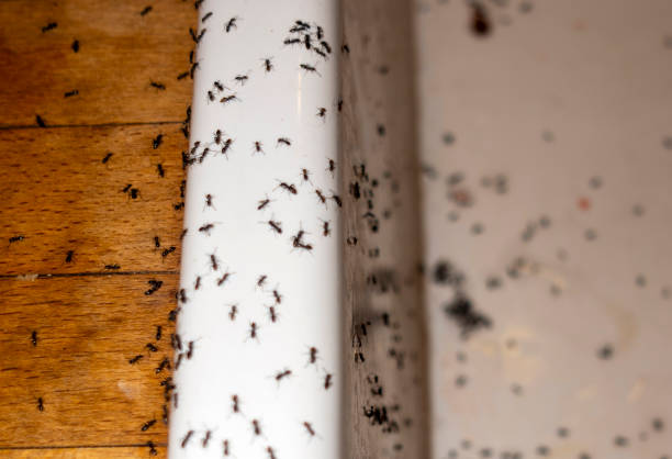 Wasp Removal Services in Knik Fairview, AK